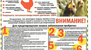 Профилактика высокопатогенного гриппа птиц